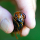 A pest biologist from the Washington State Department of Agriculture holds a dead Asian giant hornet on July 29, 2020 in Bellingham, Washington.